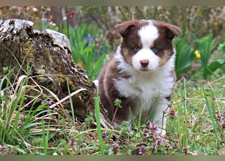 Miniature American Shepherd Welpen mit VDH Papiere