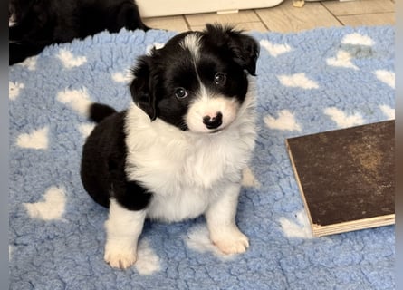 Mini American Shepherd Welpen