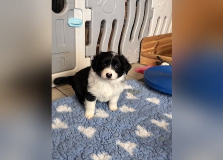 Mini American Shepherd Welpen