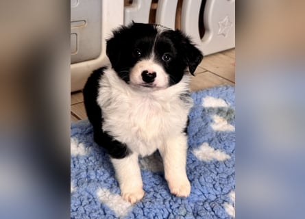 Mini American Shepherd Welpen