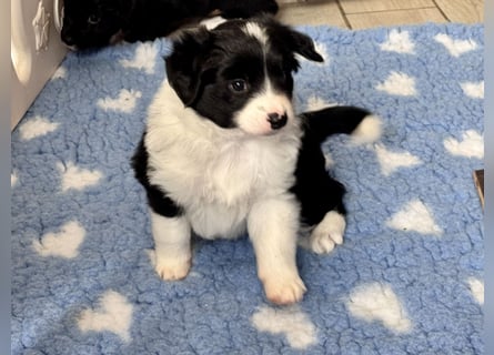 Mini American Shepherd Welpen