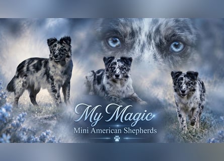 Mini American Shepherd Welpen