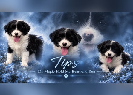 Mini American Shepherd Welpen