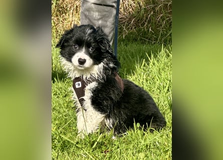 Mini American Shepherd Welpen