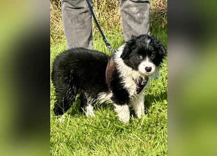 Mini American Shepherd Welpen
