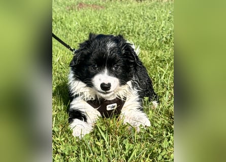 Mini American Shepherd Welpen