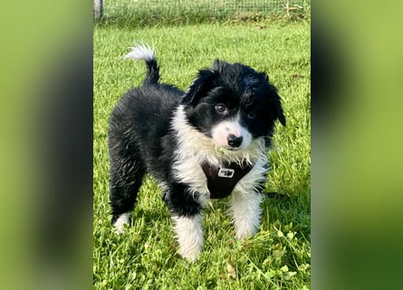 Mini American Shepherd Welpen