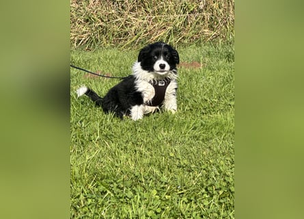 Mini American Shepherd Welpen