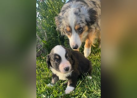 Miniature Australian Shepherd Welpen m. Papieren