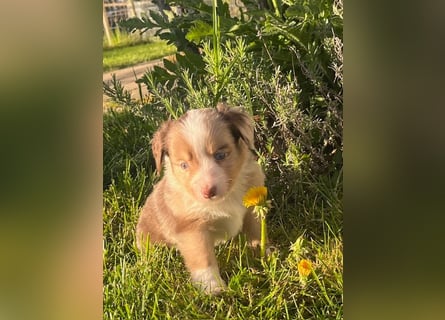 Miniature Australian Shepherd Welpen m. Papieren