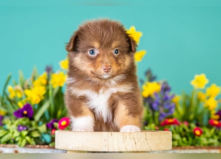 Kleinbleibende Miniature Australian Shepherd Welpen