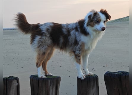 Mini Aussie Deckrüde, 36 cm, red merle, blaue Augen, Toy Australian Shepherd