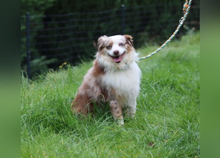 Mini Aussie Deckrüde, 36 cm, red merle, blaue Augen, Toy Australian Shepherd