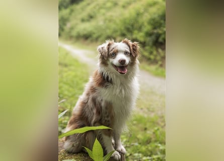 Mini Aussie Deckrüde, 36 cm, red merle, blaue Augen, Toy Australian Shepherd