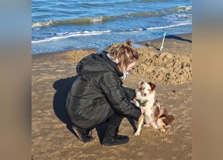 Mini Aussie Deckrüde, 36 cm, red merle, blaue Augen, Toy Australian Shepherd