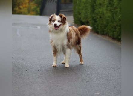 Mini Aussie Deckrüde, 36 cm, red merle, blaue Augen, Toy Australian Shepherd