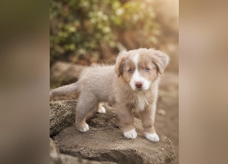 Miniature Australian Shepherd Welpen mit Papieren