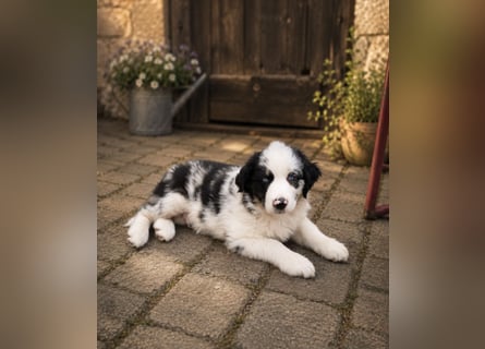 Miniature Australian Shepherd Welpen mit Papieren