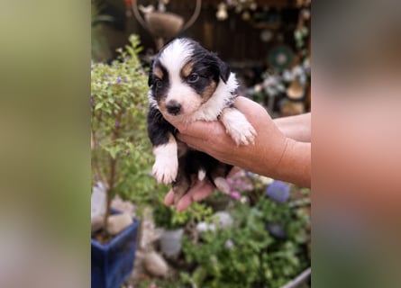 Mini Miniature Australian Shepherd Welpen mit Papieren