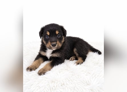 Unsere wunderschönen Miniature Australian Shepherd Welpen machen sich bereits jetzt auf die Suche na