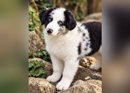 Miniature Australian Shepherd Welpen mit Papieren