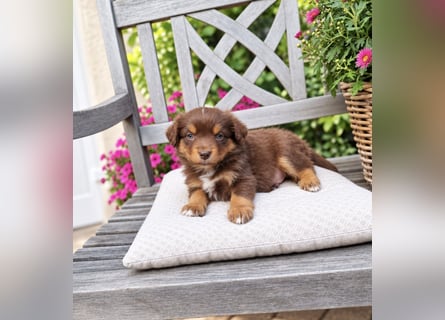 Mini Miniature Australian Shepherd Welpen mit Papieren