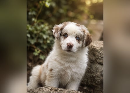 Miniature Australian Shepherd Welpen mit Papieren