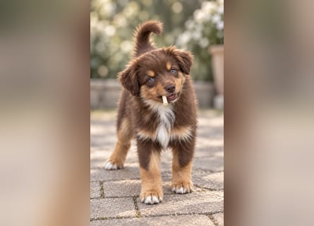 Mini Miniature Australian Shepherd Welpen mit Papieren