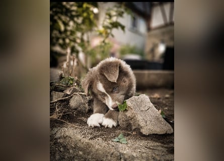 Miniature Australian Shepherd Welpen mit Papieren