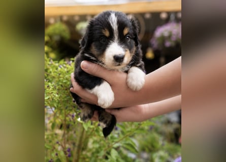 Mini Miniature Australian Shepherd Welpen mit Papieren