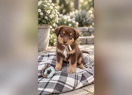 Mini Miniature Australian Shepherd Welpen mit Papieren