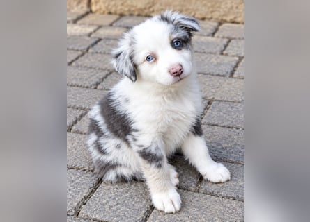 Unsere wunderschönen Miniature Australian Shepherd Welpen machen sich bereits jetzt auf die Suche na