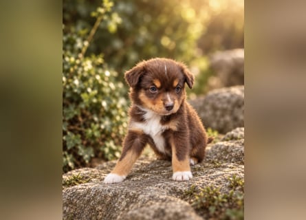 Mini Miniature Australian Shepherd Welpen mit Papieren