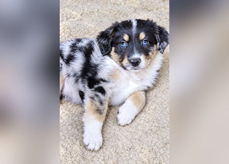 Unsere wunderschönen Miniature Australian Shepherd Welpen machen sich bereits jetzt auf die Suche na