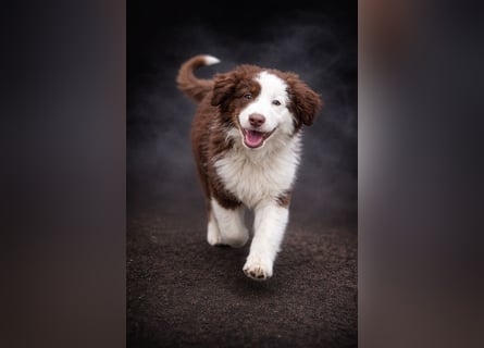 Miniature Australian Shepherd Welpen mit Papieren