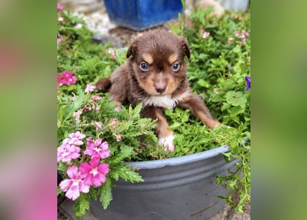 Mini Miniature Australian Shepherd Welpen mit Papieren
