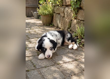 Miniature Australian Shepherd Welpen mit Papieren