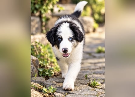 Miniature Australian Shepherd Welpen mit Papieren