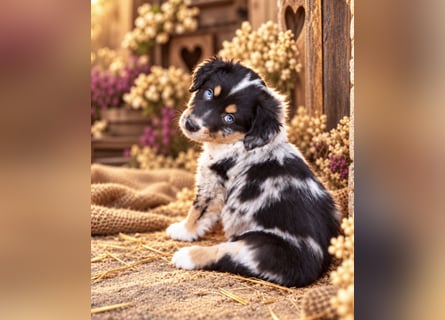 Unsere wunderschönen Miniature Australian Shepherd Welpen machen sich bereits jetzt auf die Suche na
