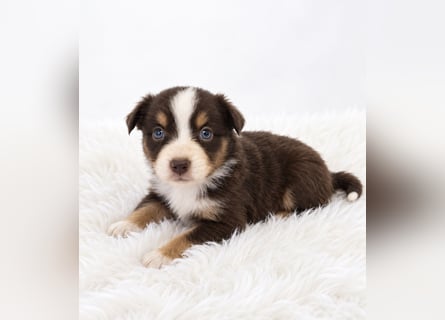 Unsere wunderschönen Miniature Australian Shepherd Welpen machen sich bereits jetzt auf die Suche na