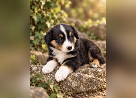 Mini Miniature Australian Shepherd Welpen mit Papieren