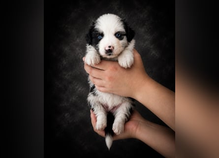 Miniature Australian Shepherd Welpen mit Papieren