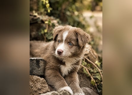 Miniature Australian Shepherd Welpen mit Papieren