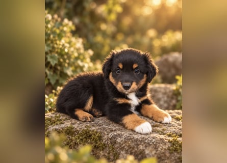 Mini Miniature Australian Shepherd Welpen mit Papieren