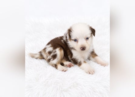 Unsere wunderschönen Miniature Australian Shepherd Welpen machen sich bereits jetzt auf die Suche na