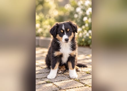 Mini Miniature Australian Shepherd Welpen mit Papieren