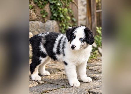 Miniature Australian Shepherd Welpen mit Papieren
