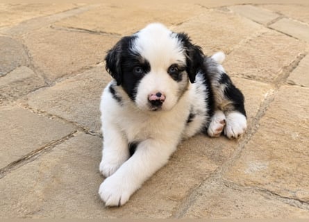 Miniature Australian Shepherd Welpen mit Papieren