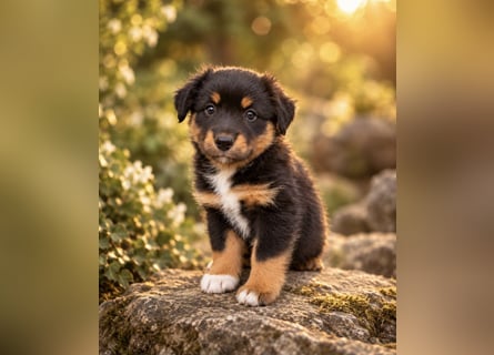 Mini Miniature Australian Shepherd Welpen mit Papieren