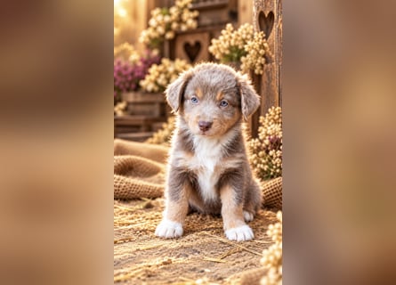 Unsere wunderschönen Miniature Australian Shepherd Welpen machen sich bereits jetzt auf die Suche na